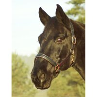 Lederhalfter Barnabas Pony 2. Wahl