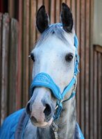 Fleecehalfter türkis-grau Pony