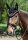 Fliegenhaube schwarz-braun Pony